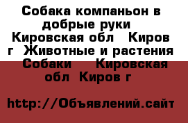 Собака-компаньон в добрые руки - Кировская обл., Киров г. Животные и растения » Собаки   . Кировская обл.,Киров г.